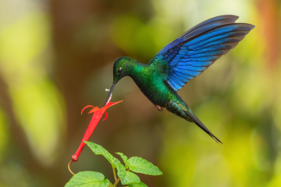 Pássaros interessantes que podem ser encontrados no Brasil